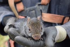 Dasyprocta fuliginosa