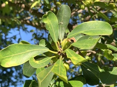 Ficus natalensis natalensis
