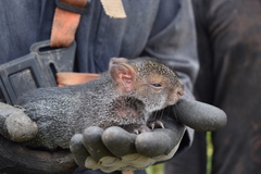 Dasyprocta fuliginosa