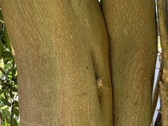 Ficus natalensis natalensis
