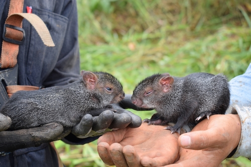 Black Agouti, photo 4 of 10
