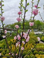 Prunus triloba