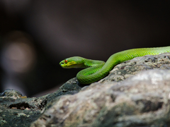 Trimeresurus insularis