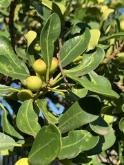 Ficus natalensis natalensis