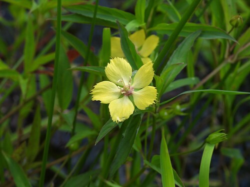 Lysimachia hybrida, photograph 6