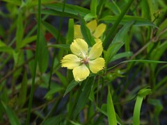Lysimachia hybrida, photograph (c) geosesarma, some rights reserved (CC BY)