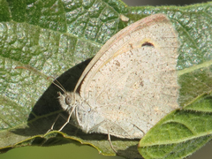 Hyponephele lupinus