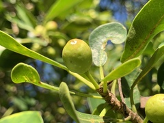 Ficus natalensis natalensis