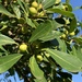 Ficus natalensis natalensis - Photo (c) Errol Douwes, algunos derechos reservados (CC BY-NC), subido por Errol Douwes