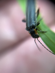 Cantharis obscura