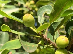 Ficus natalensis natalensis
