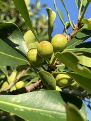 Ficus natalensis natalensis