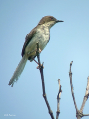 Apalis rufogularis nigrescens