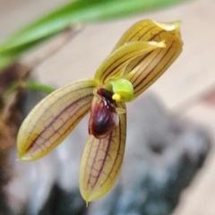 Maxillaria lineolata