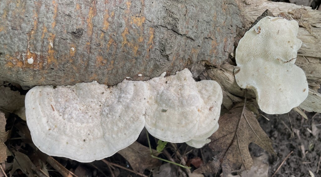 Lumpy Bracket · August 2026 · photo: Photo: (c) Henry Van T. Cotter, some rights reserved (CC BY) · iNaturalist