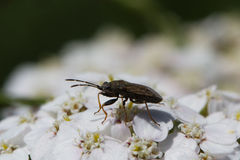 Peritrechus gracilicornis