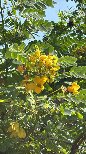 Senna surattensis observed 2026-08-22