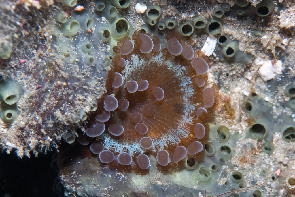 Crab anemone