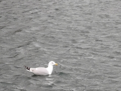 Larus argentatus
