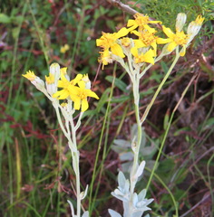 Senecio lineatus