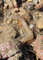 Spotted Eel-Blenny photo 3