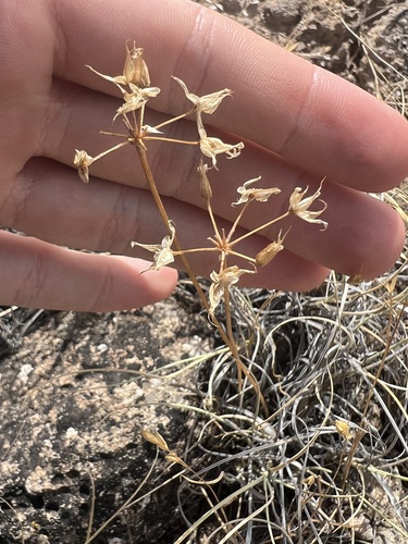 Allium macropetalum