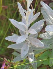 Senecio lineatus