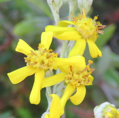 Senecio lineatus