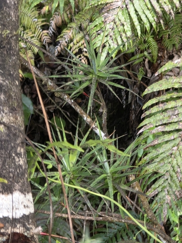 Dracophyllum strictum, photograph 4