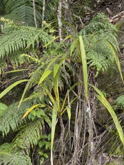 Cordyline banksii, photograph author not stated, no rights reserved