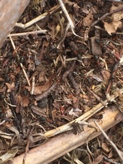 Formica polyctena × rufa