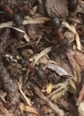 Formica polyctena × rufa