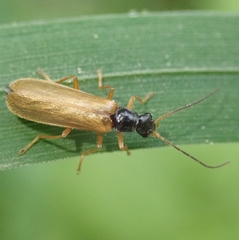 Rhagonycha lignosa