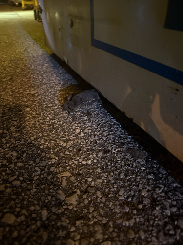 American Toad