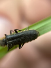 Cantharis obscura