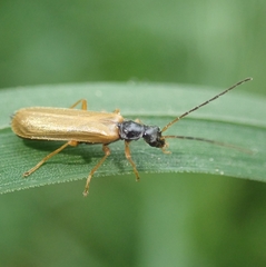 Rhagonycha lignosa