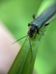 Cantharis obscura