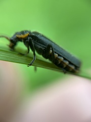 Cantharis obscura