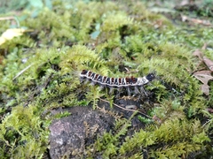 Euproctis kanshireia