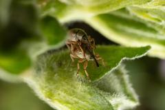 Malvapion malvae