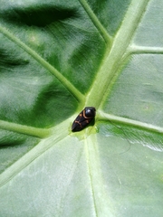 Okiscarta uchidae