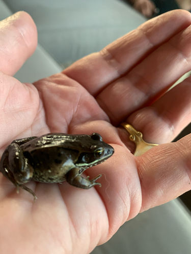 Wood Frog