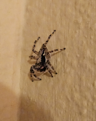 Gray Wall Jumping Spider