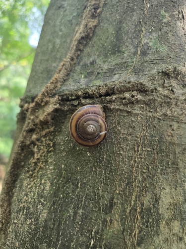 Nesiohelix samarangae
