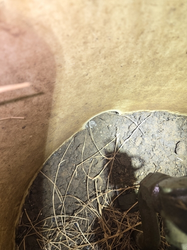 Western Narrow-mouthed Toad