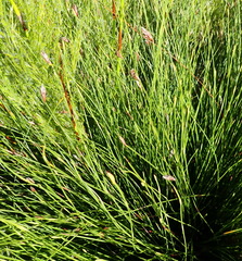 Hypodiscus willdenowia