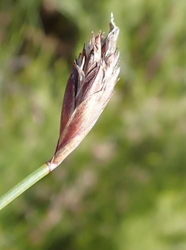 Image of Hypodiscus willdenowia by (c) Nicola van Berkel, some rights reserved (CC BY-SA)
