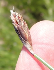 Hypodiscus willdenowia