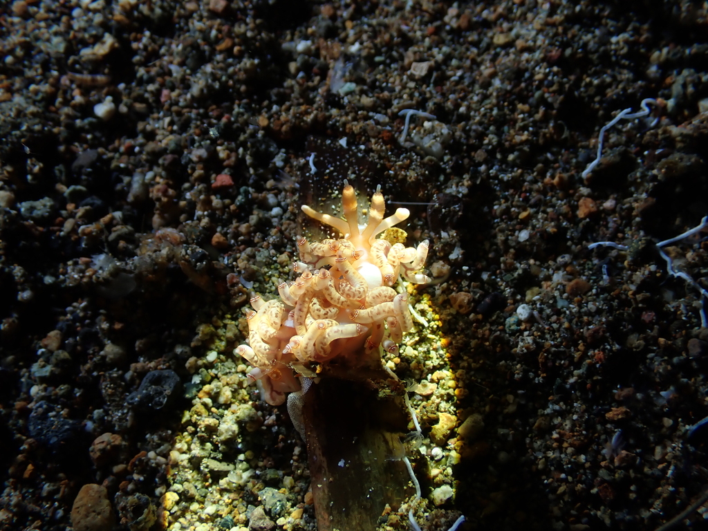 Red-ringed Bluntnose