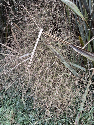 Coprosma virescens, photograph 2